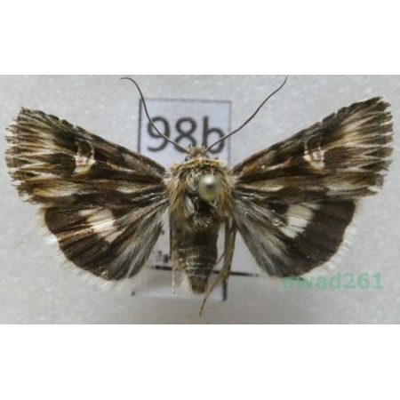 Actinotia radiosa (Esper, 1804) Czech98b